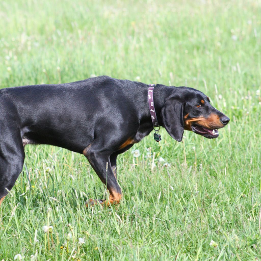 Brandlbracke - (Vieräugl) (ou Brachet noir et feu, Chien Courant Autrichien, Austrian Hound, Brachet autrichien noir et feu)